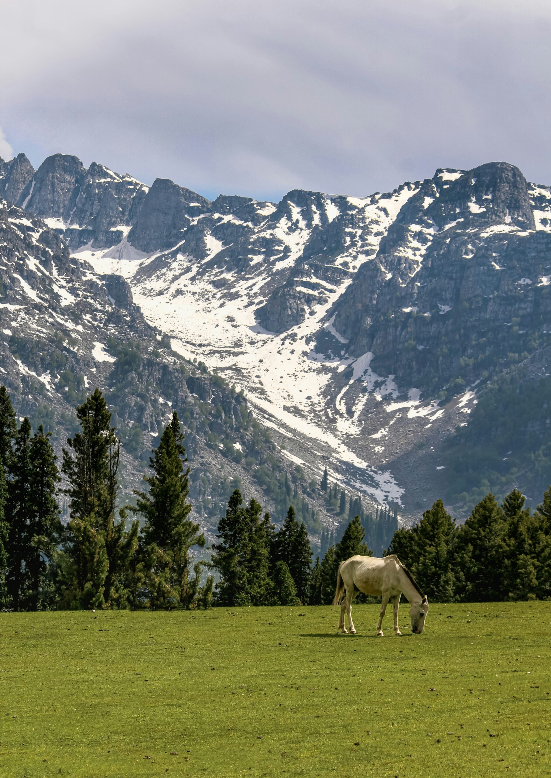 Auli