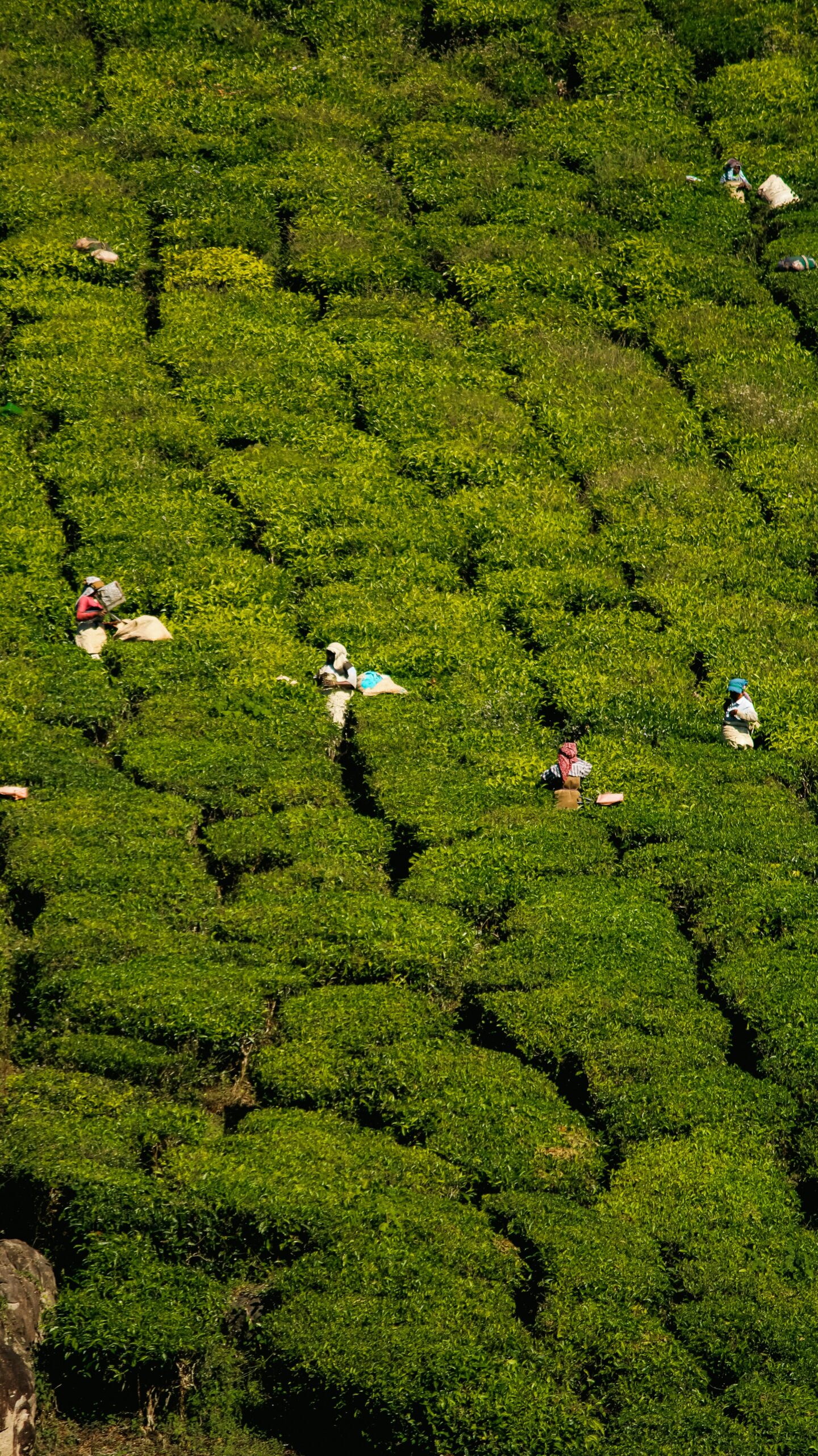 Assam