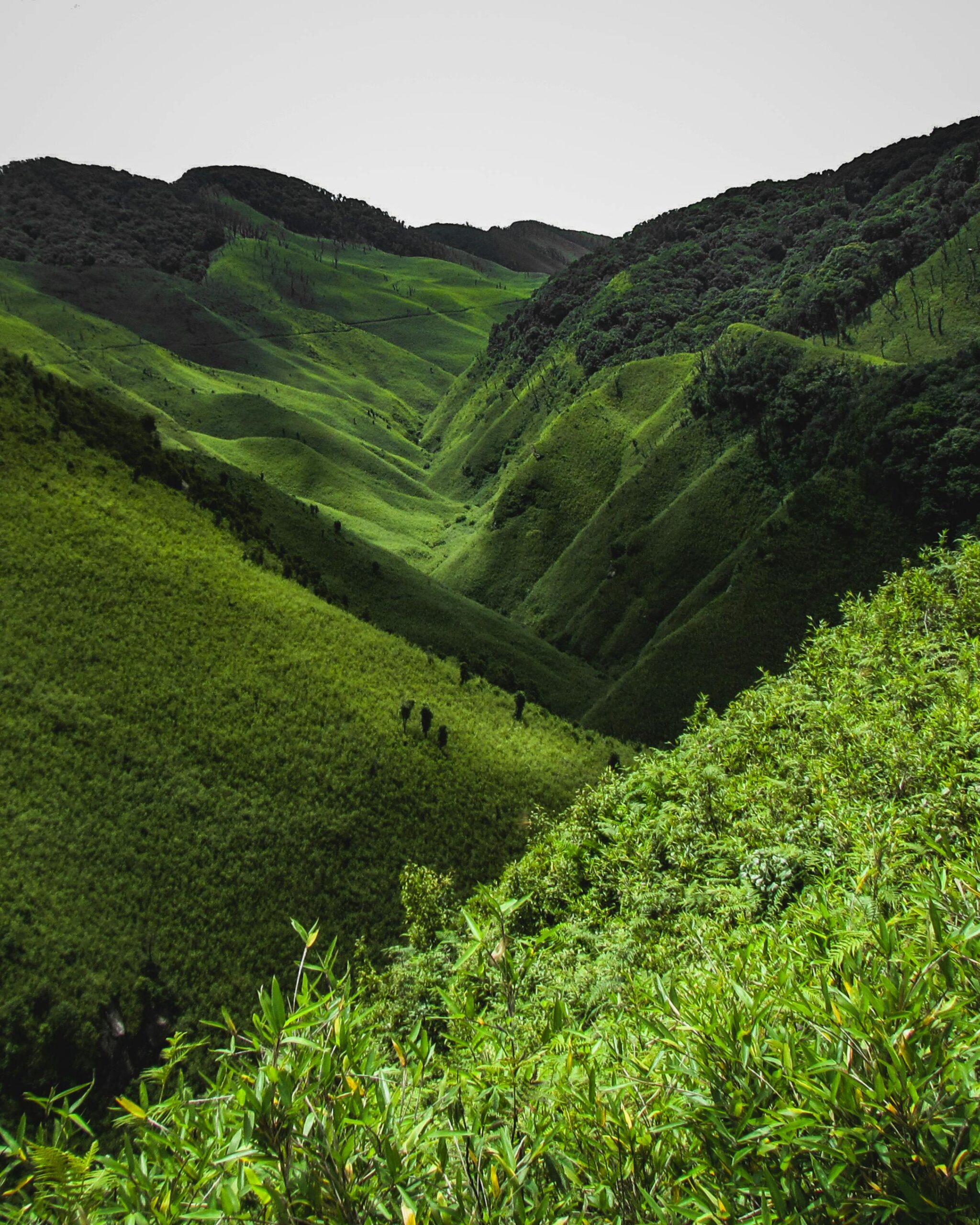Nagaland